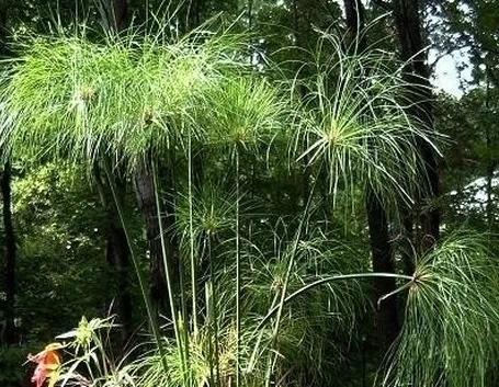 Coltivare il papiro