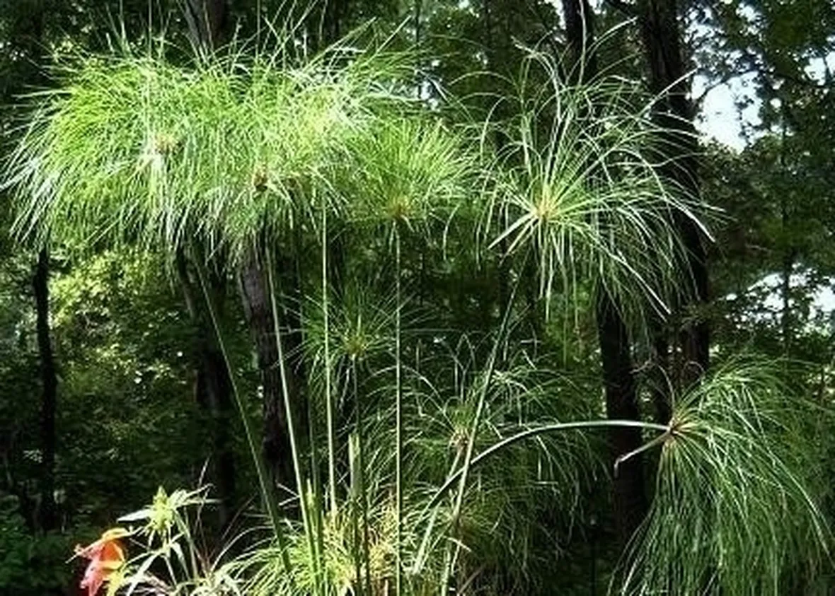 Coltivare il papiro