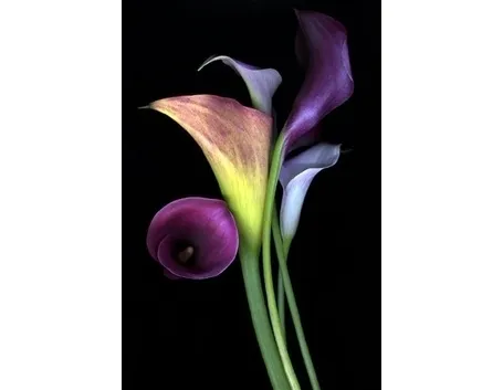 Coltivare la calla in piena terra o in vaso