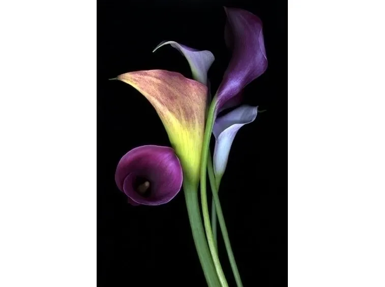Coltivare la calla in piena terra o in vaso