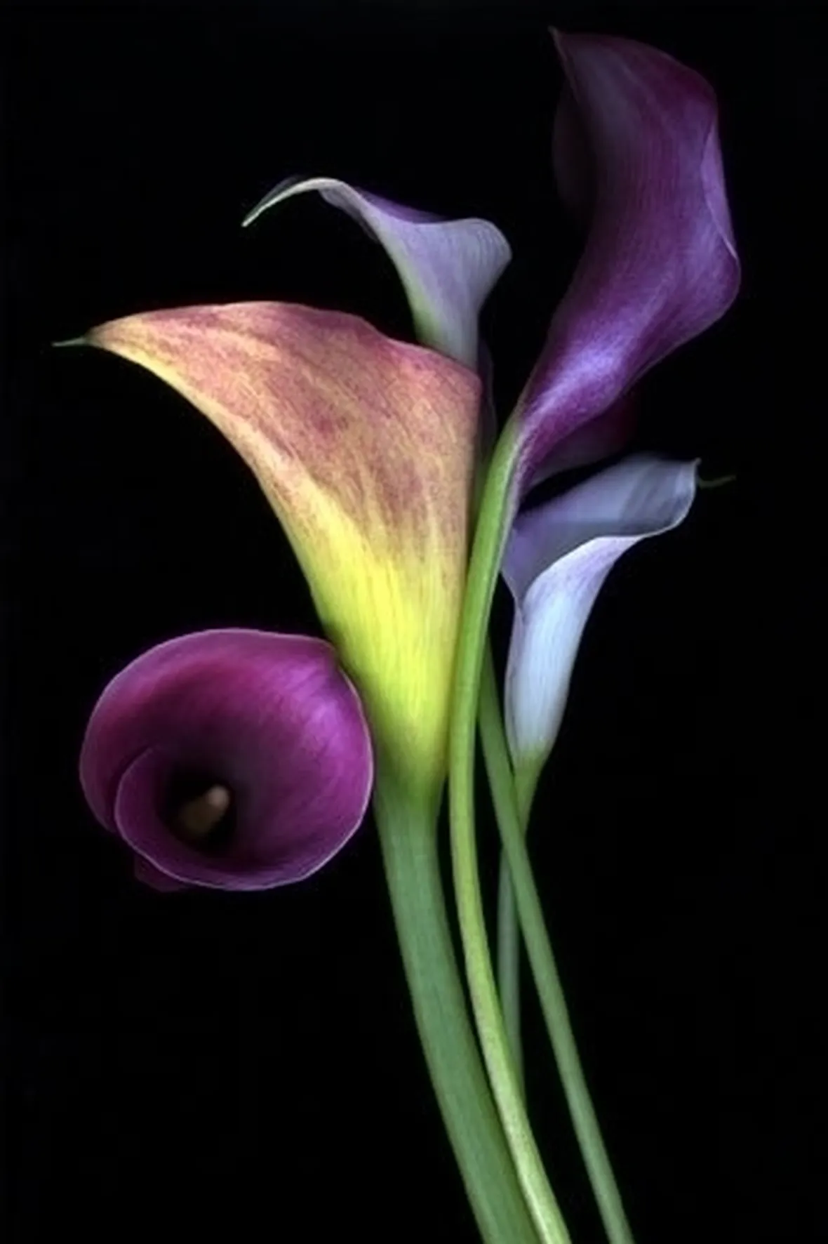 Coltivare la calla in piena terra o in vaso