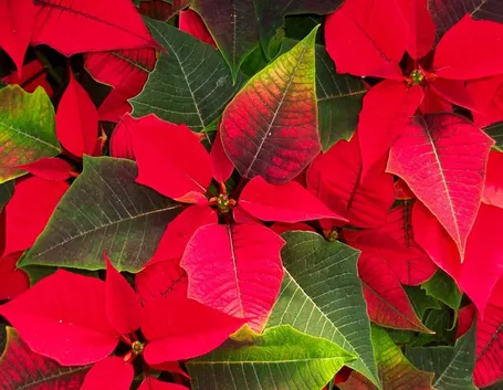 Coltivare la stella di Natale