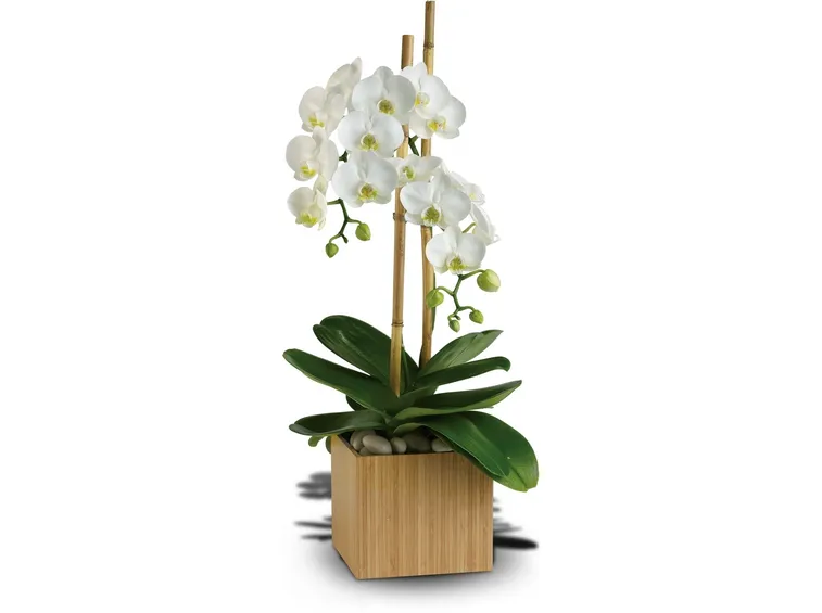 Coltivare le orchidee
