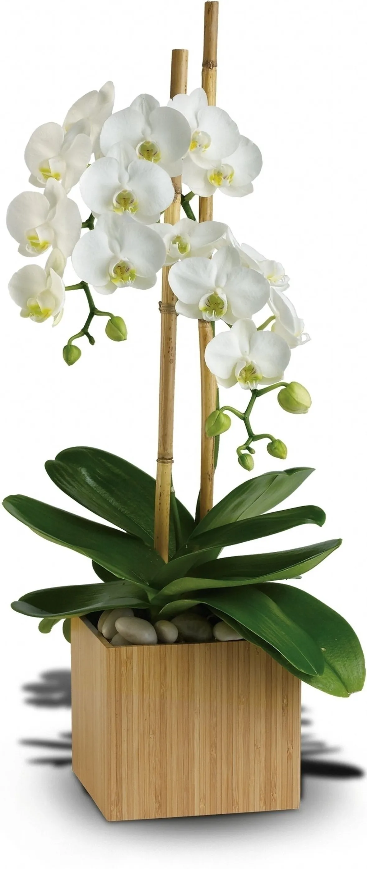 Coltivare le orchidee