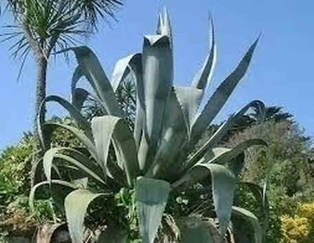 Coltivazione Agave Fiore