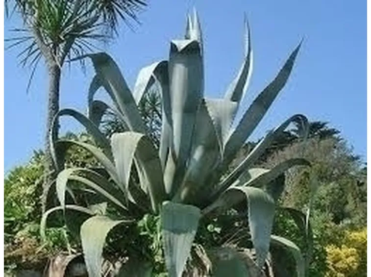 Coltivazione Agave Fiore