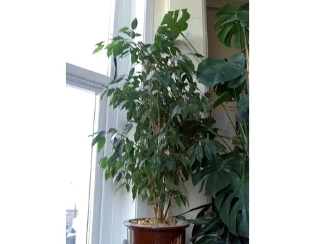 Coltivazione dei Rhododendron da esterno