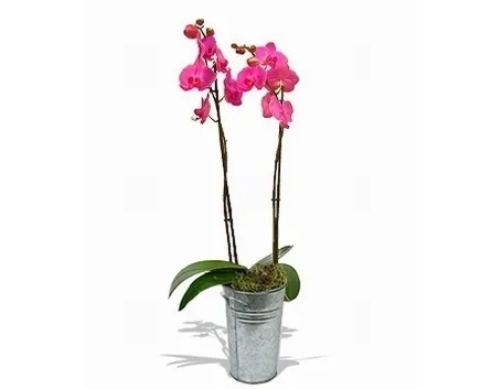 COLTIVAZIONE FIORI ORCHIDEA: L’HABITAT NATURALE
