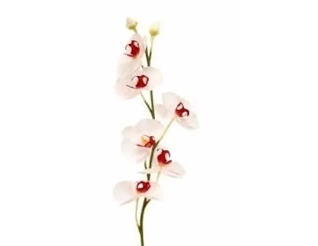 COLTIVAZIONE FIORI ORCHIDEA: MANUTENZIONE