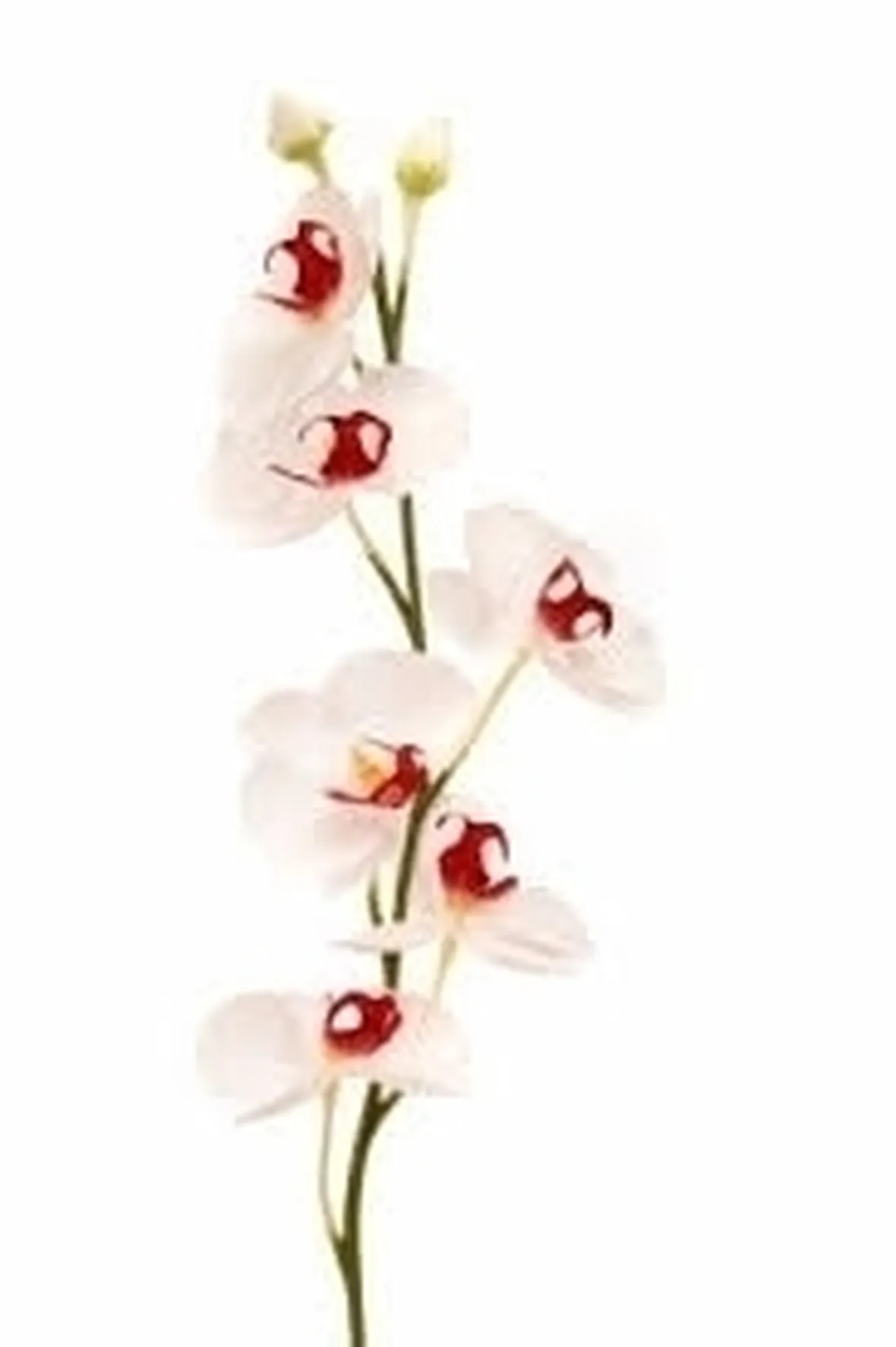 COLTIVAZIONE FIORI ORCHIDEA: MANUTENZIONE