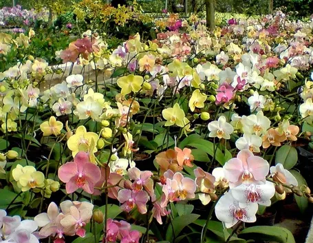 Coltivazione orchidee
