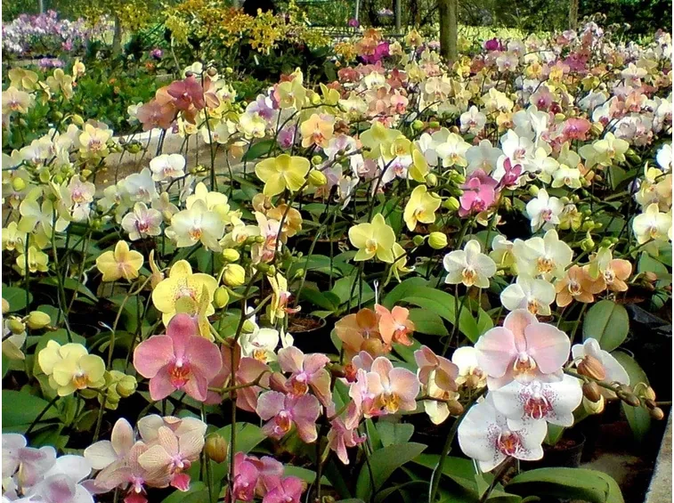 Coltivazione orchidee