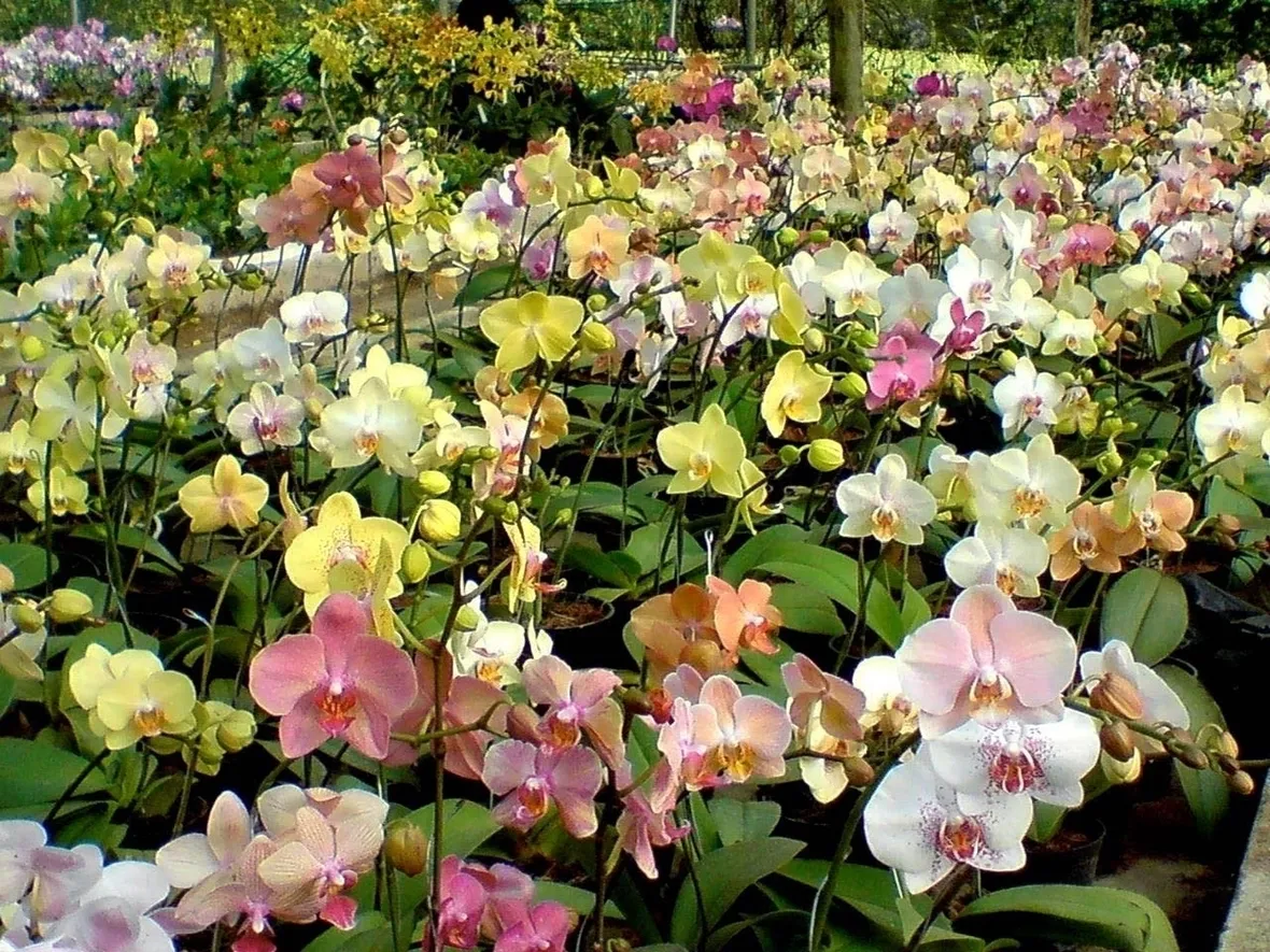 Coltivazione orchidee