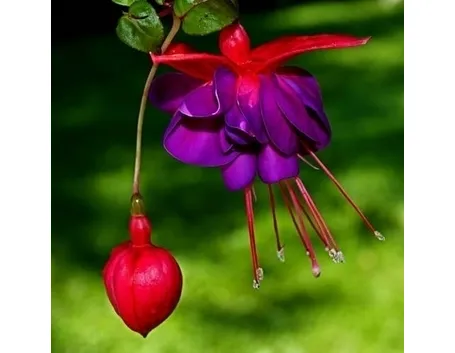 Come coltivare la fucsia