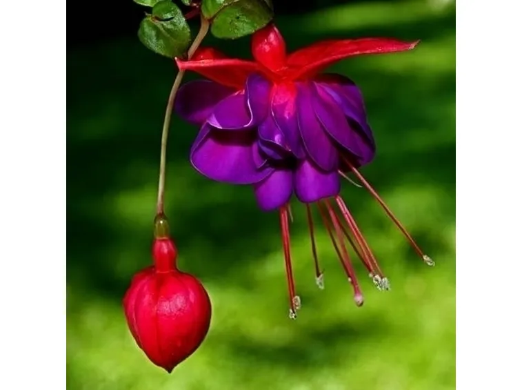 Come coltivare la fucsia