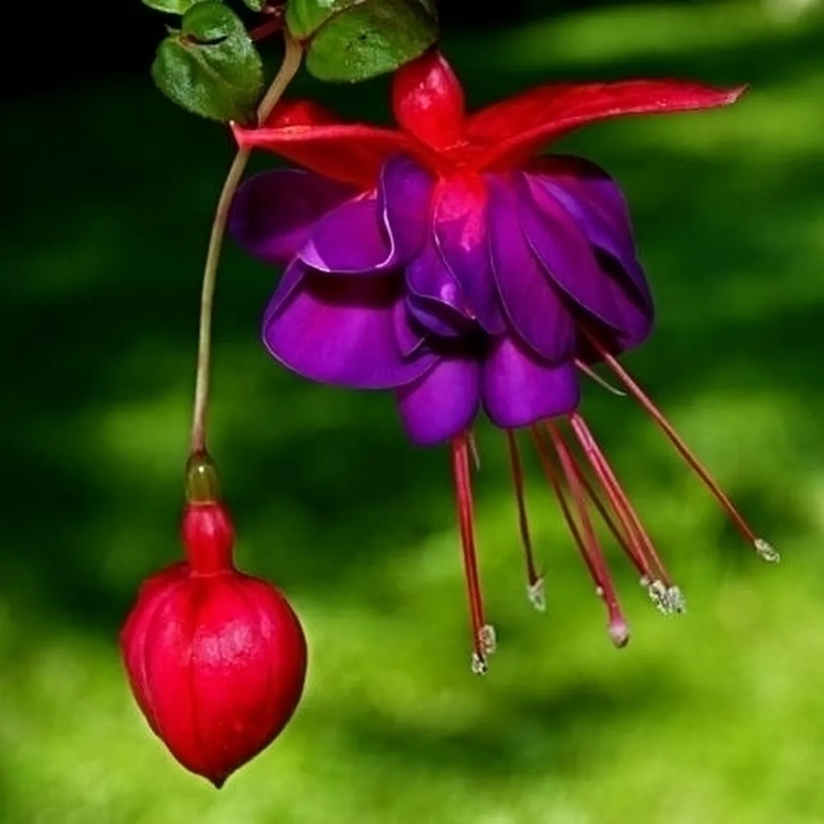 Come coltivare la fucsia