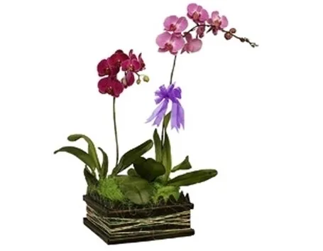 Composizioni di più varietà di orchidea