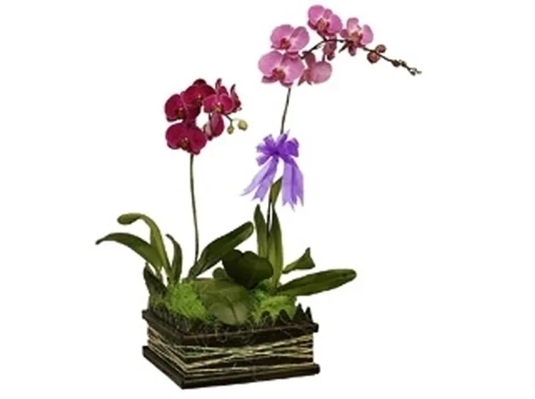 Composizioni di più varietà di orchidea