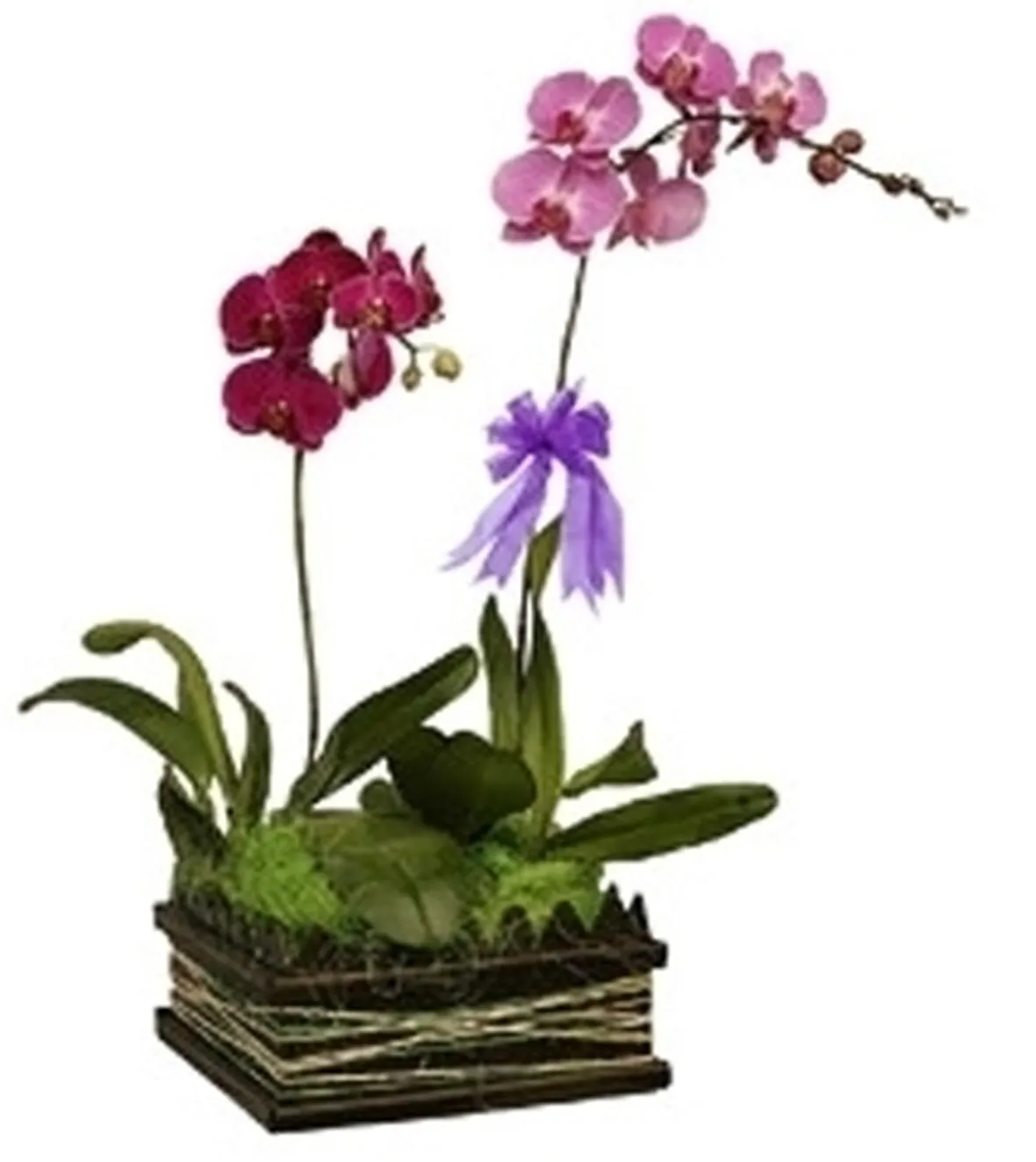 Composizioni di più varietà di orchidea