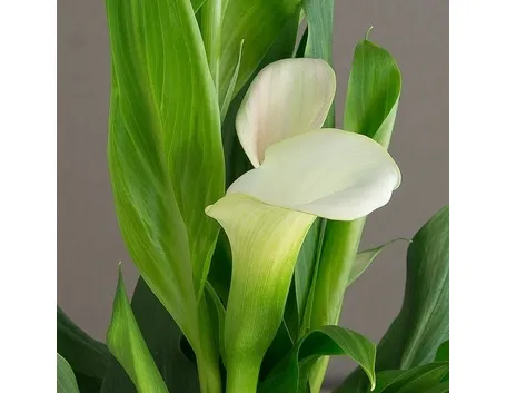 Concimazione calla selvatica