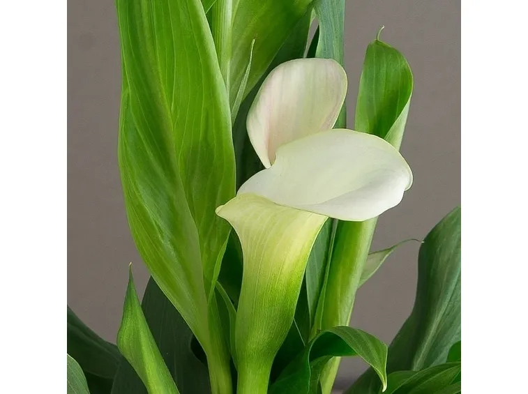 Concimazione calla selvatica