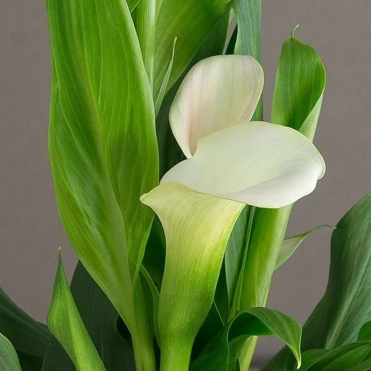 Concimazione calla selvatica