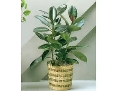 Concimazione ed irrigazione ficus