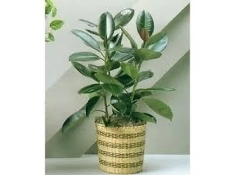 Concimazione ed irrigazione ficus