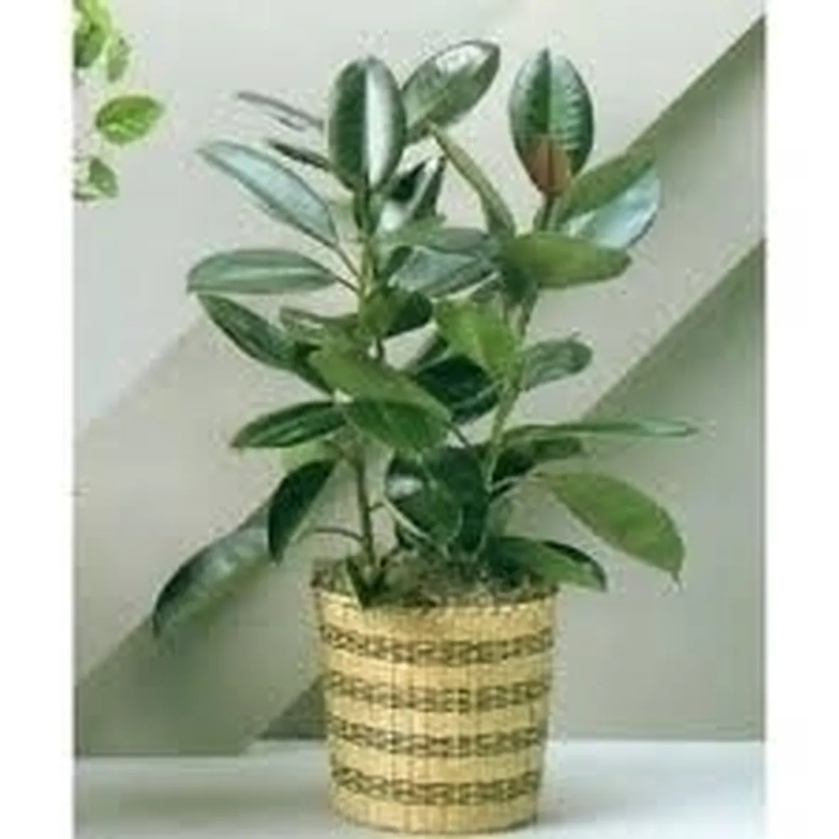 Concimazione ed irrigazione ficus