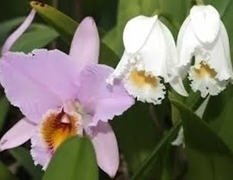 Concime orchidee 
