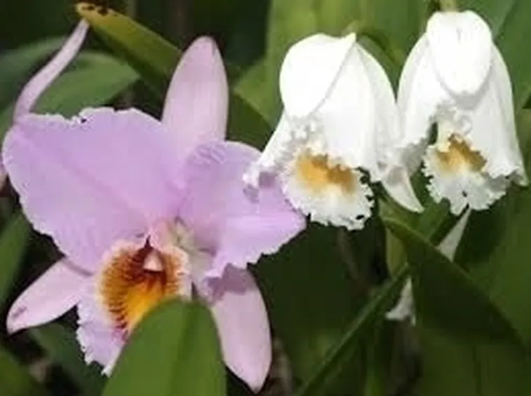 Concime orchidee 