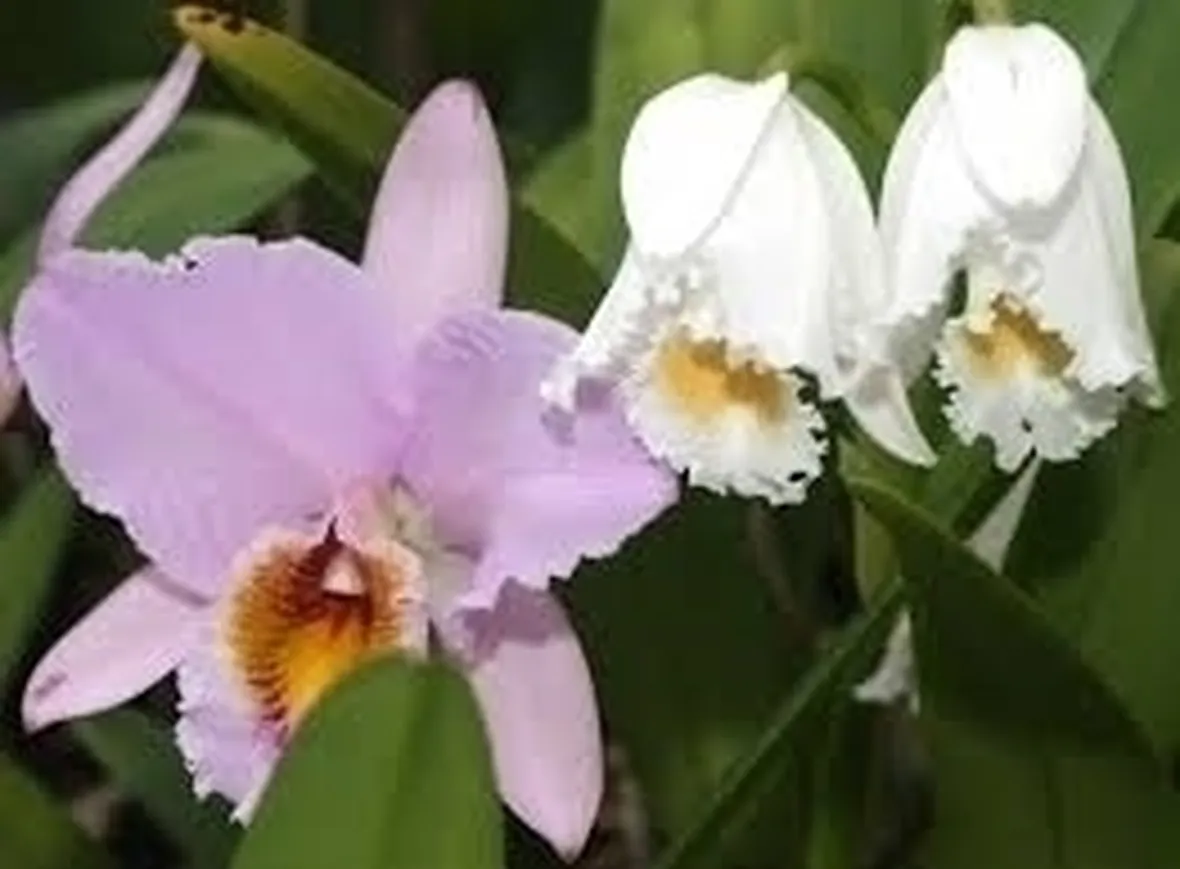 Concime orchidee 