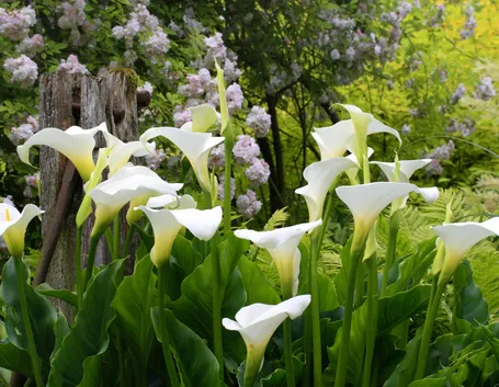 calla