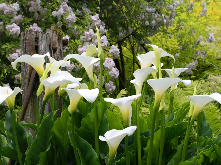 calla