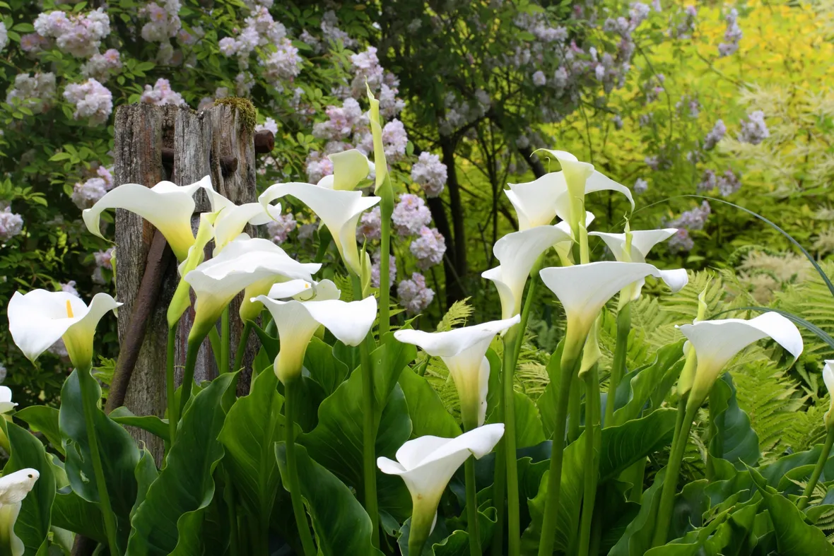 calla