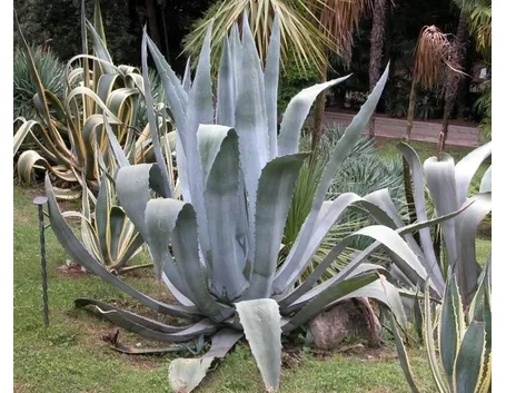 Domanda : agave afflosciata