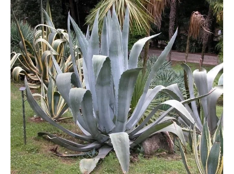 Domanda : agave afflosciata