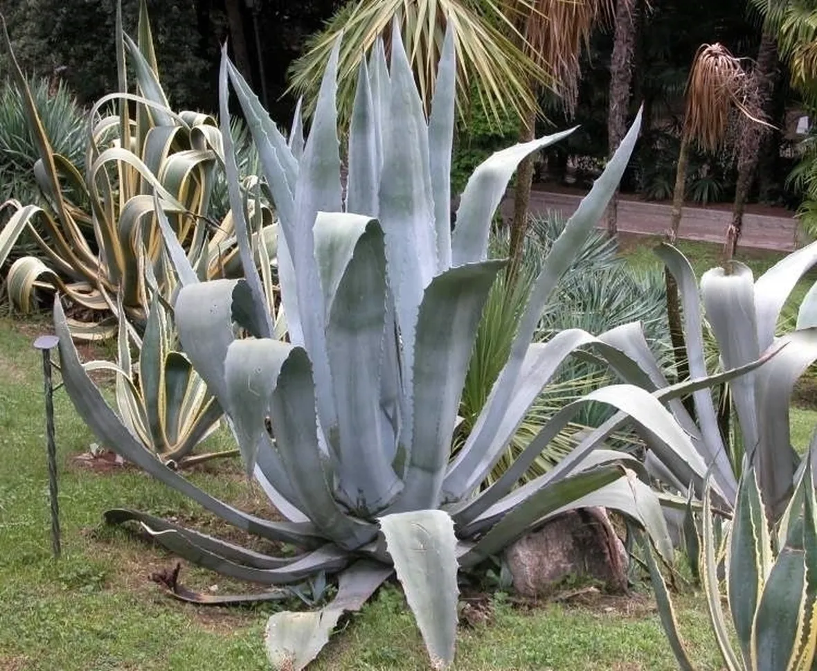 Domanda : agave afflosciata