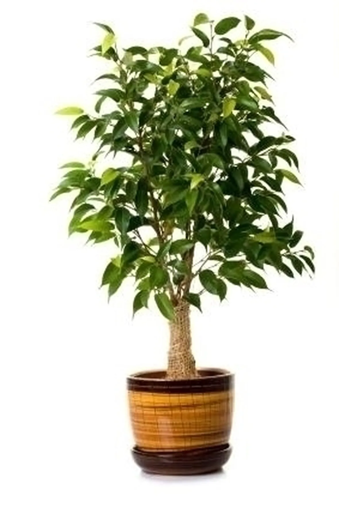 Domanda : bonsai ficus ginseng perde foglie