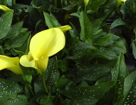 Calla gialla