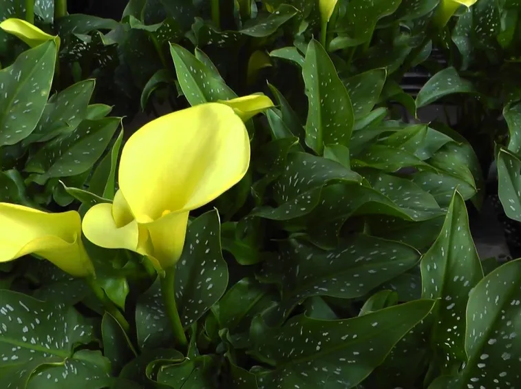 Calla gialla