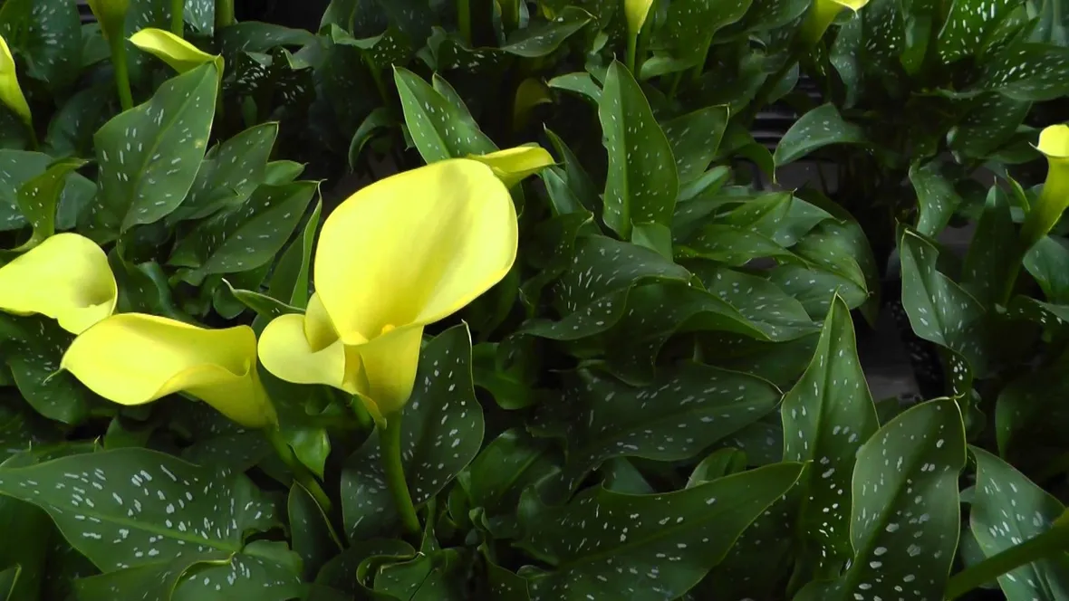 Calla gialla