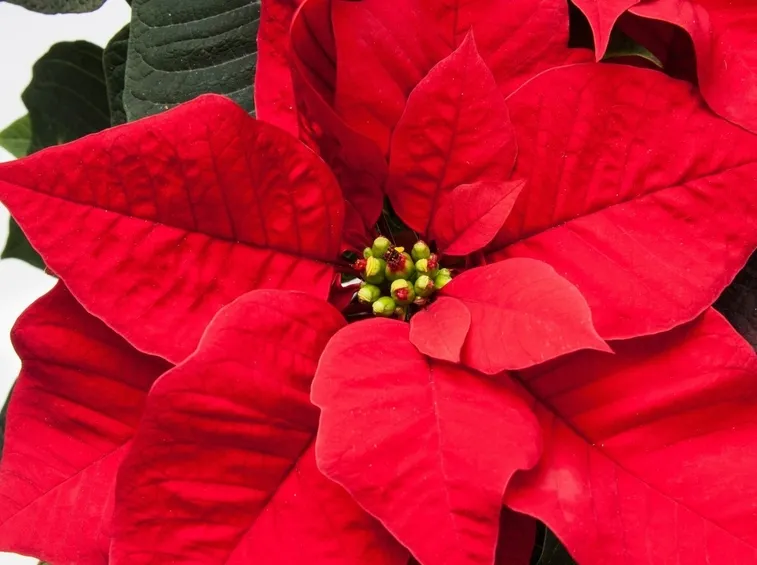 Stella di Natale 