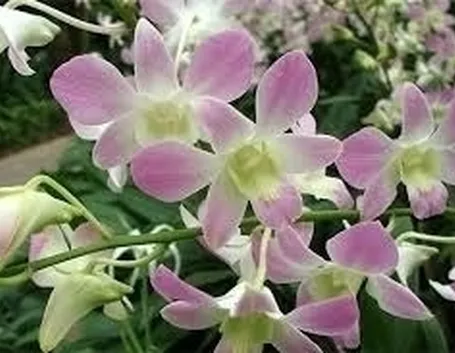 Domanda: come rinvaso le orchidee?