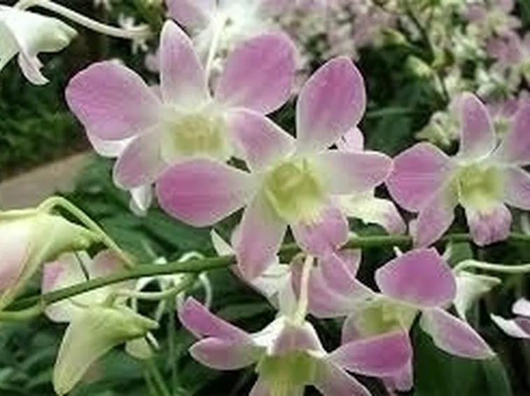 Domanda: come rinvaso le orchidee?