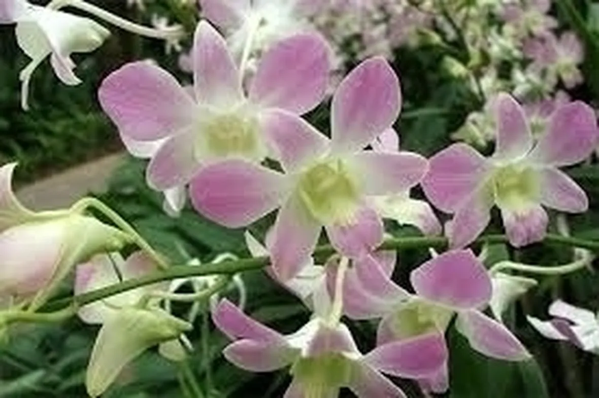 Domanda: come rinvaso le orchidee?