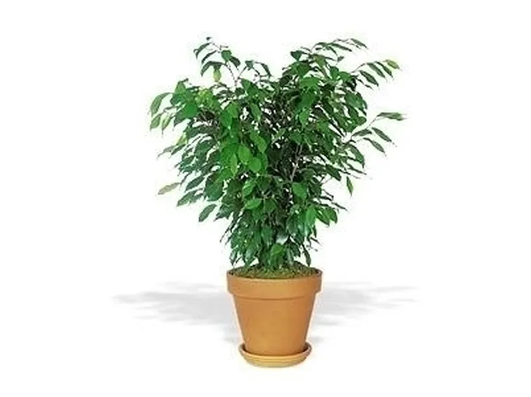Domanda : emergenza ficus 