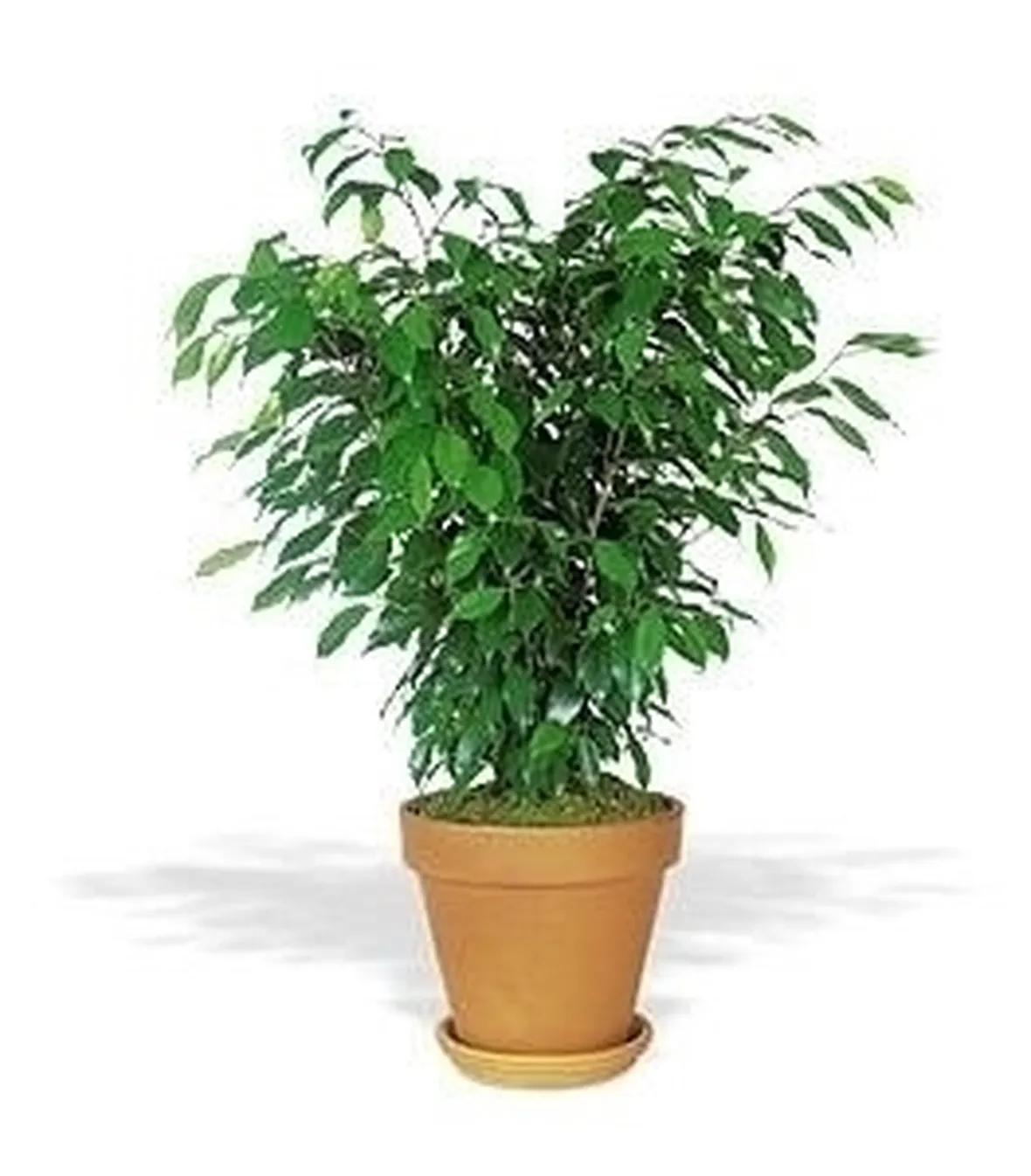 Domanda : emergenza ficus 