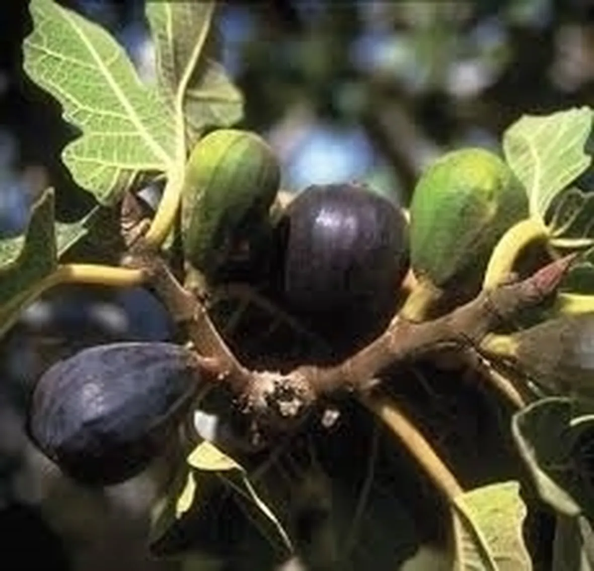 Domanda: fico senza foglie