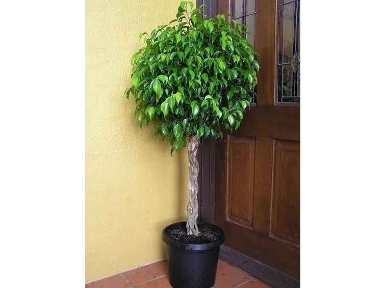 Domanda: Ficus australis